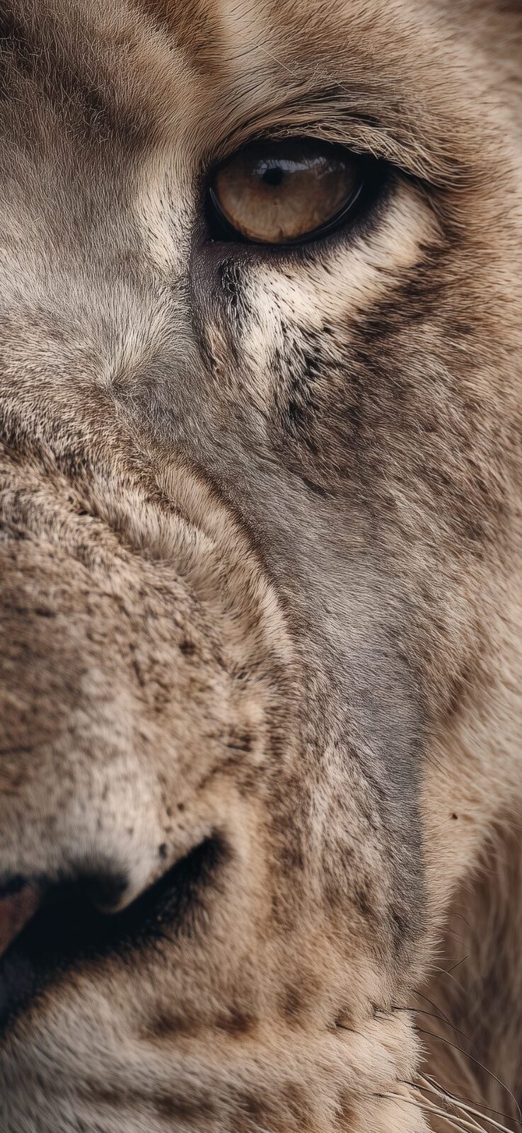 The Lion phone wallpaper
